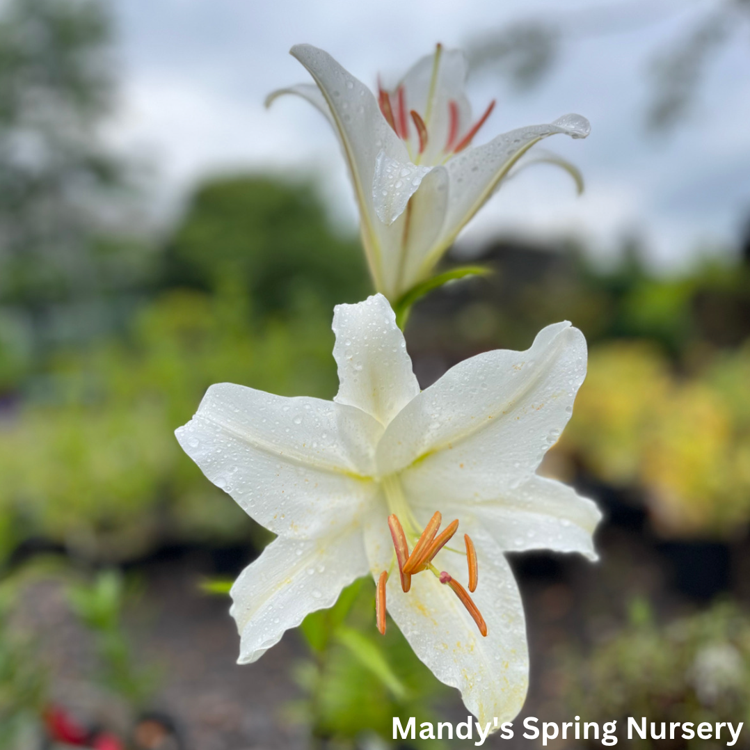 Casa Blanca Fragrant Lily | Lilium Oriental – Mandy Spring Farm