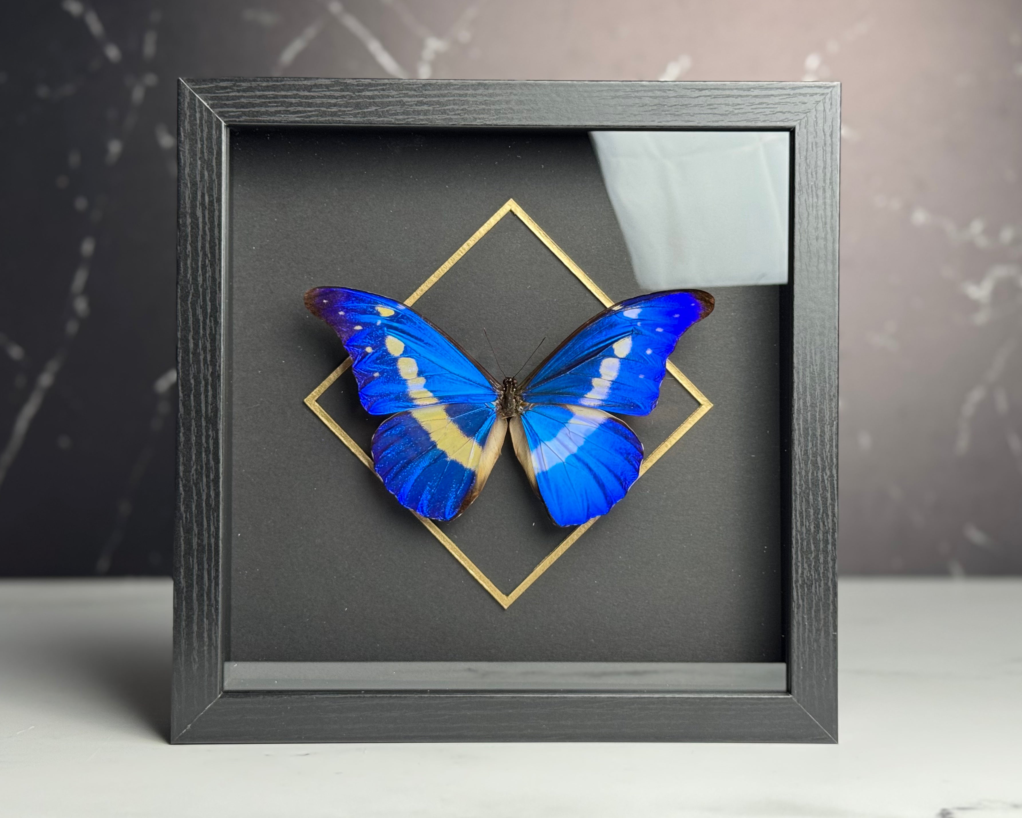 Framed golden line Morpho helena butterfly – Micro Giants