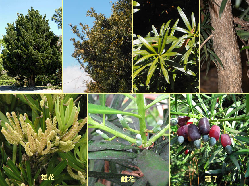 野山の草花・木々の花」植物検索図鑑 | イヌマキ