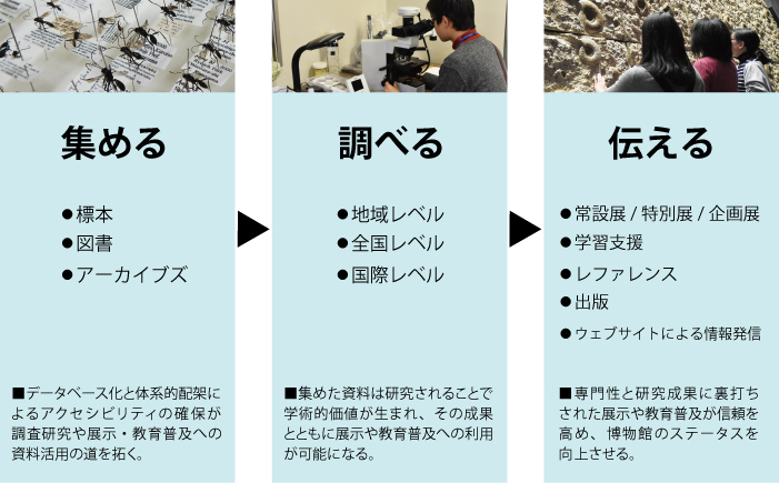 調査・研究（しらべる） | 神奈川県立 生命の星・地球博物館
