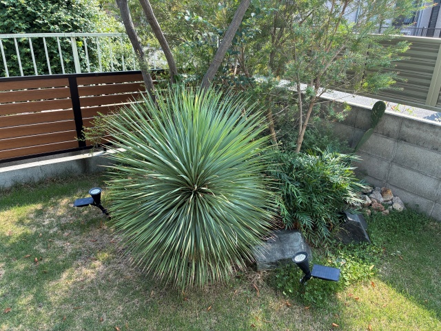 ドライガーデンのシンボルツリーにおすすめ！ユッカの魅力を徹底解析