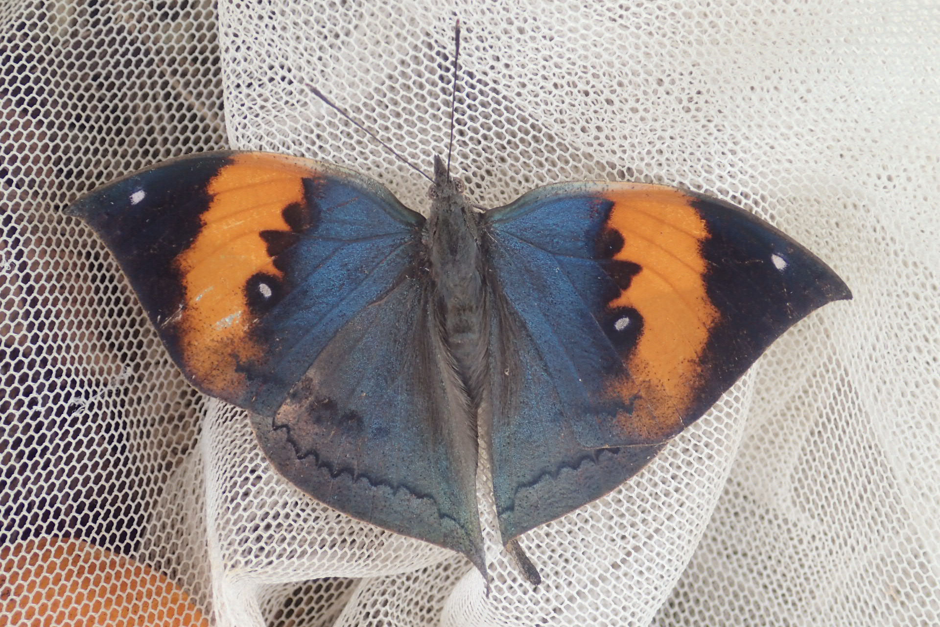 沖永良部島のコノハチョウ＾＾（2018.6.17）