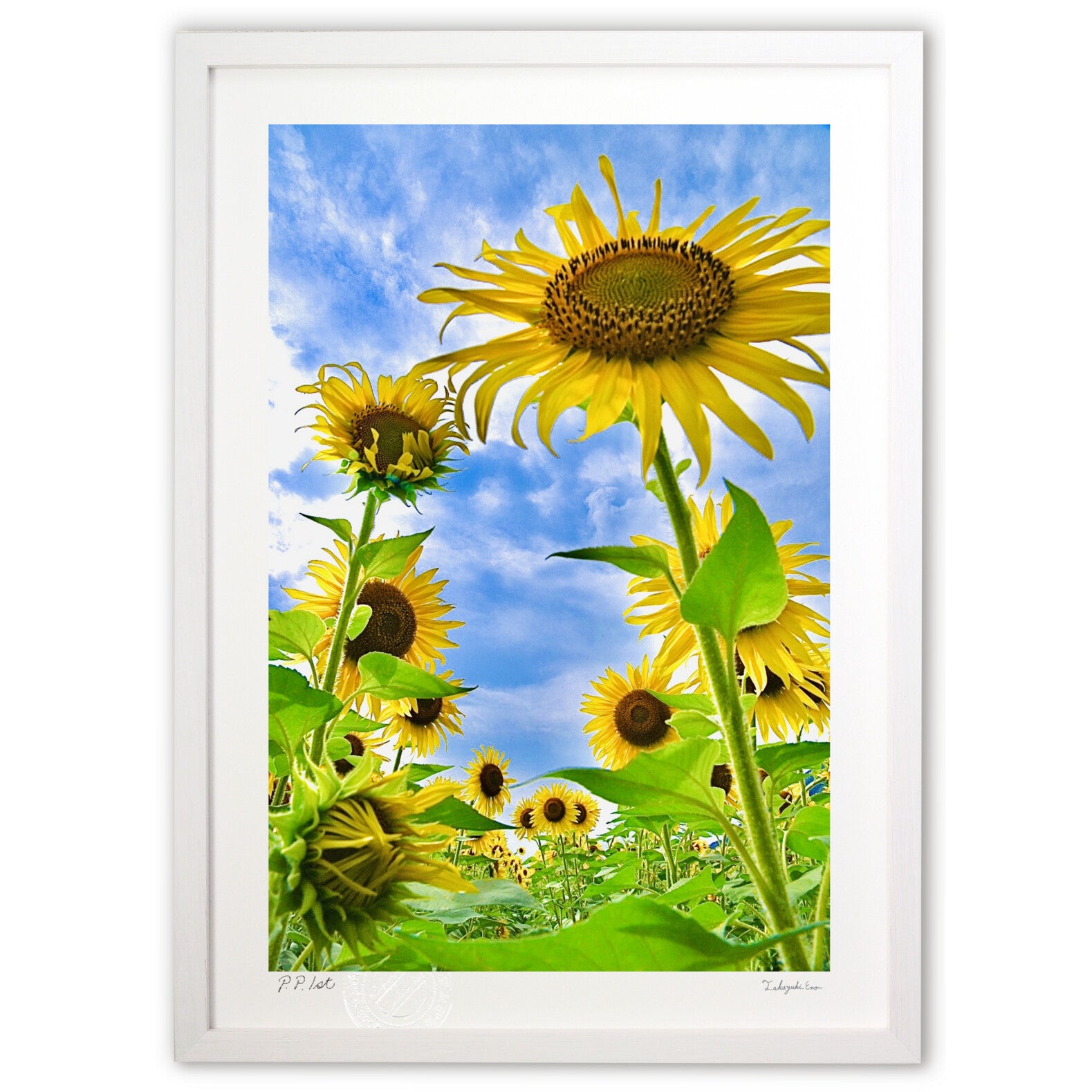 ひまわりと夏空 – 絵画や壁飾り販売｜風景投稿販売あゆわら(R)