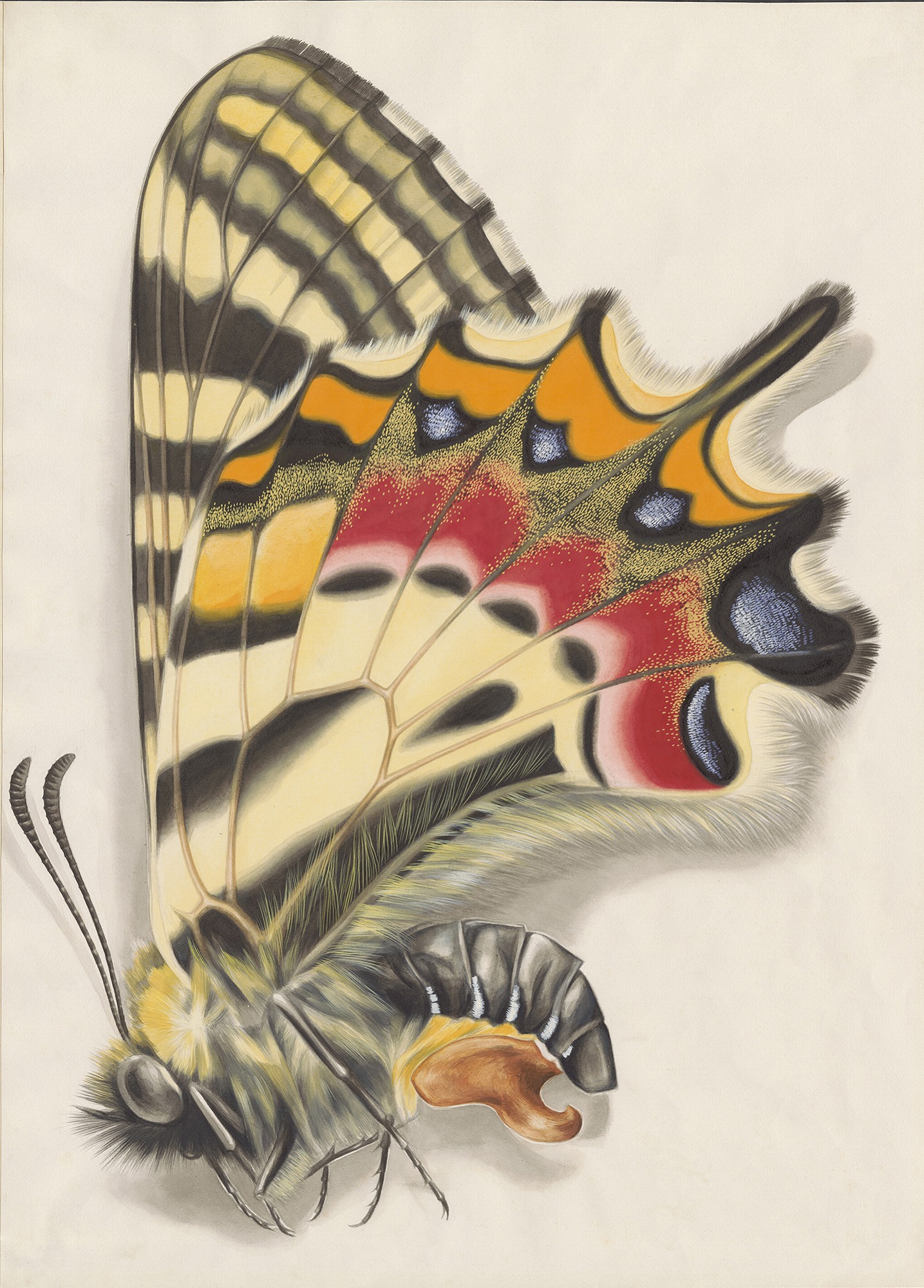 田淵行男細密画展 安曇野の蝶 | 安曇野文化財団