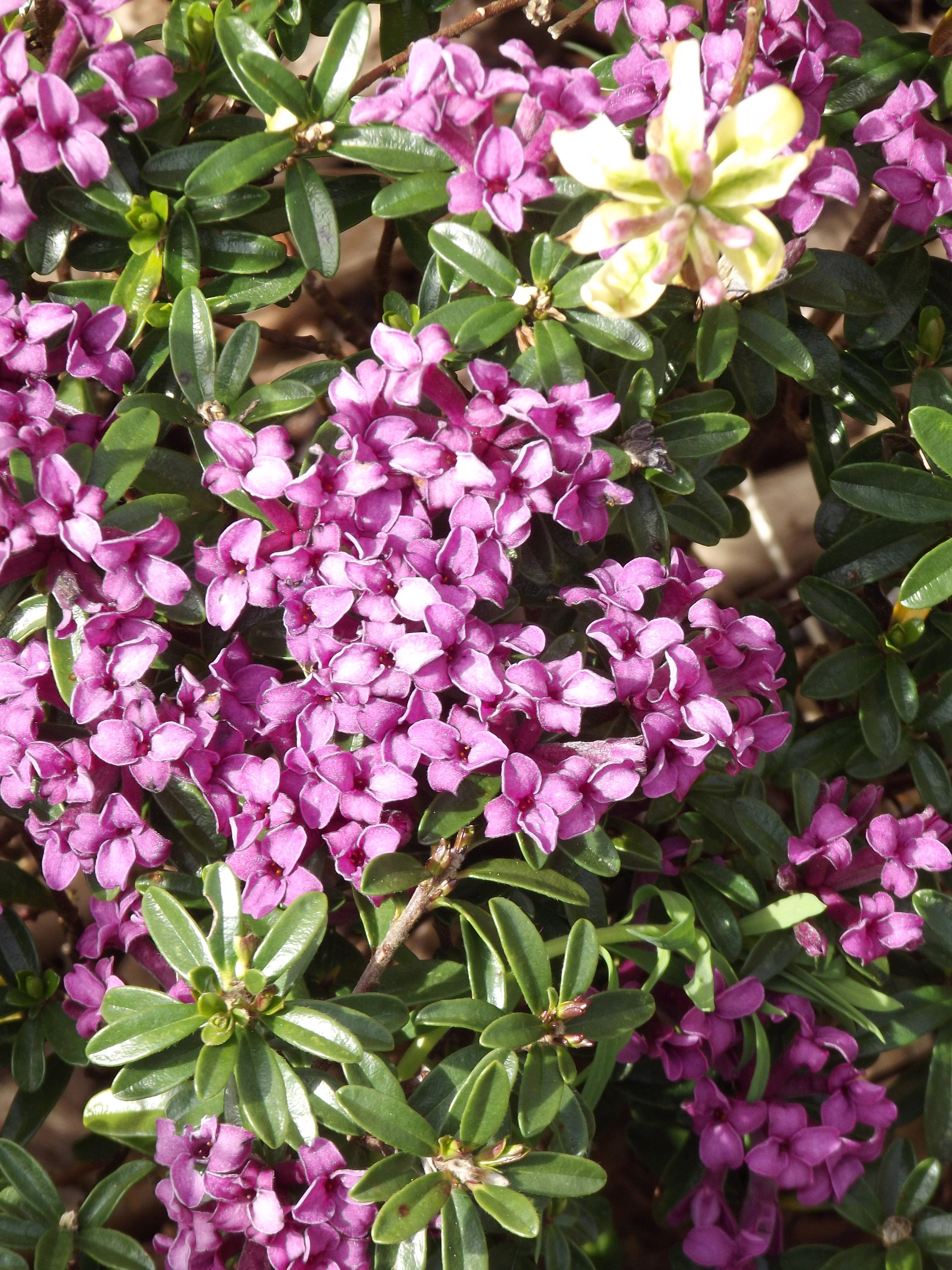 D Is for Daphne – Amsterdam Garden Centre