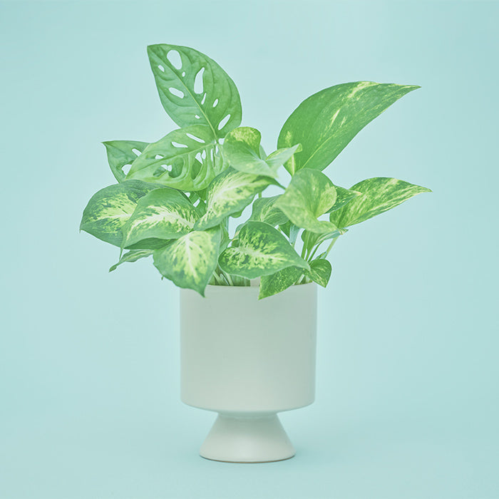 Daniel（マドカズラ、ポトス・ゴールデン、ディフェンバキア）｜土を