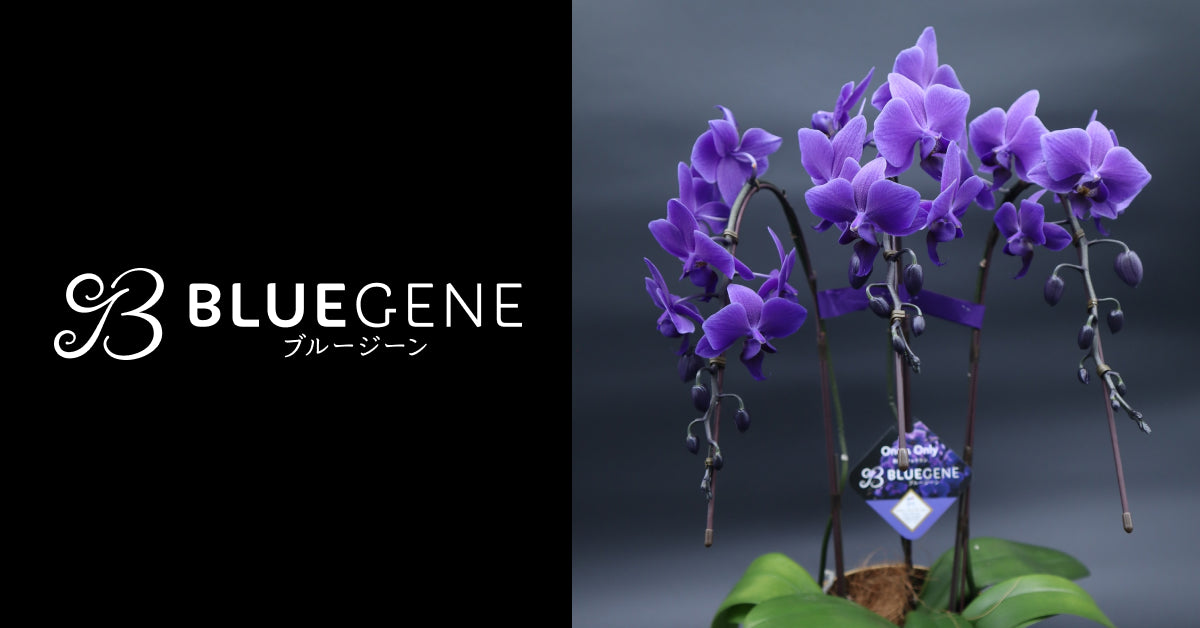 公式】Blue Gene Store (ブルージーンストア)