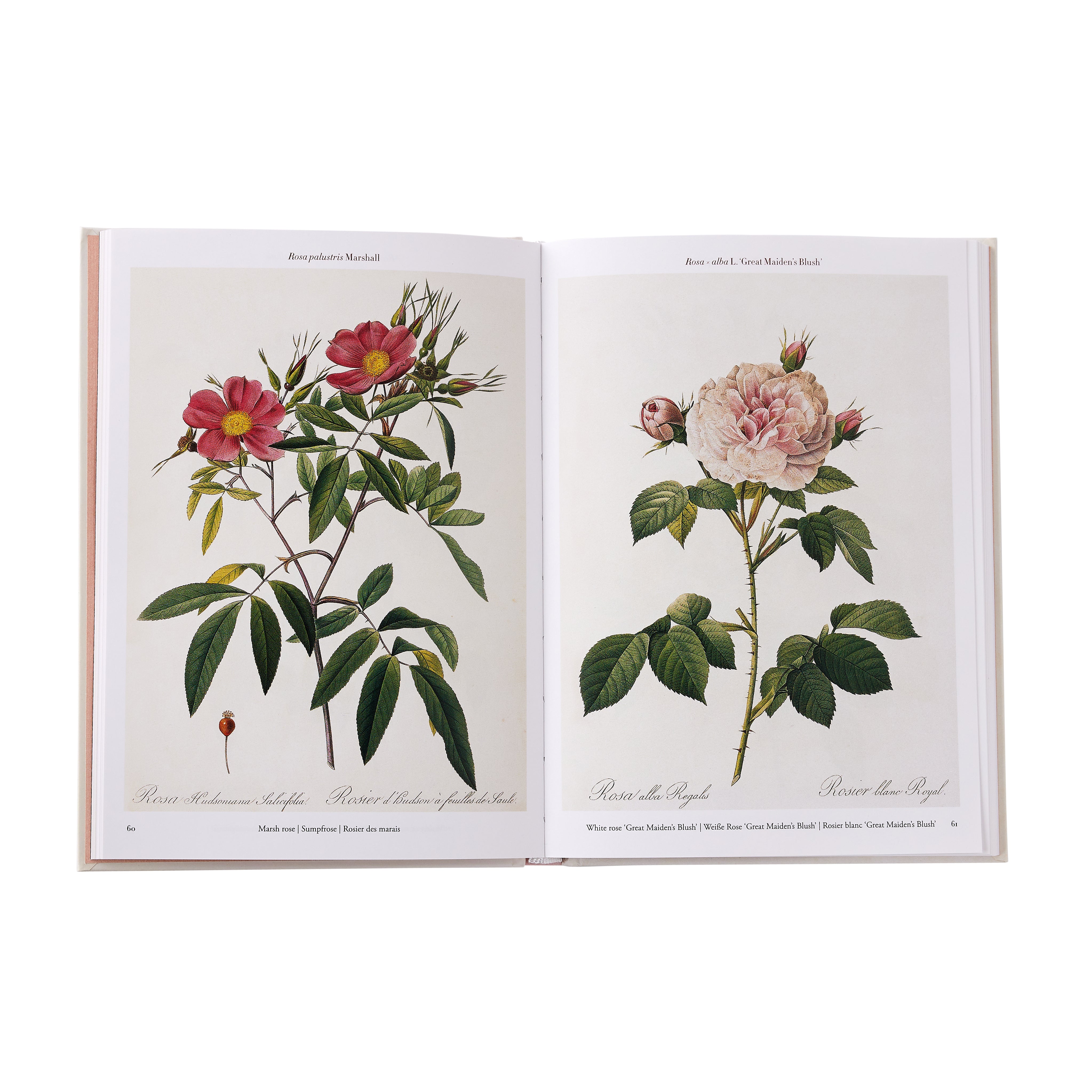 Redoute: Roses | Caitlin Wilson