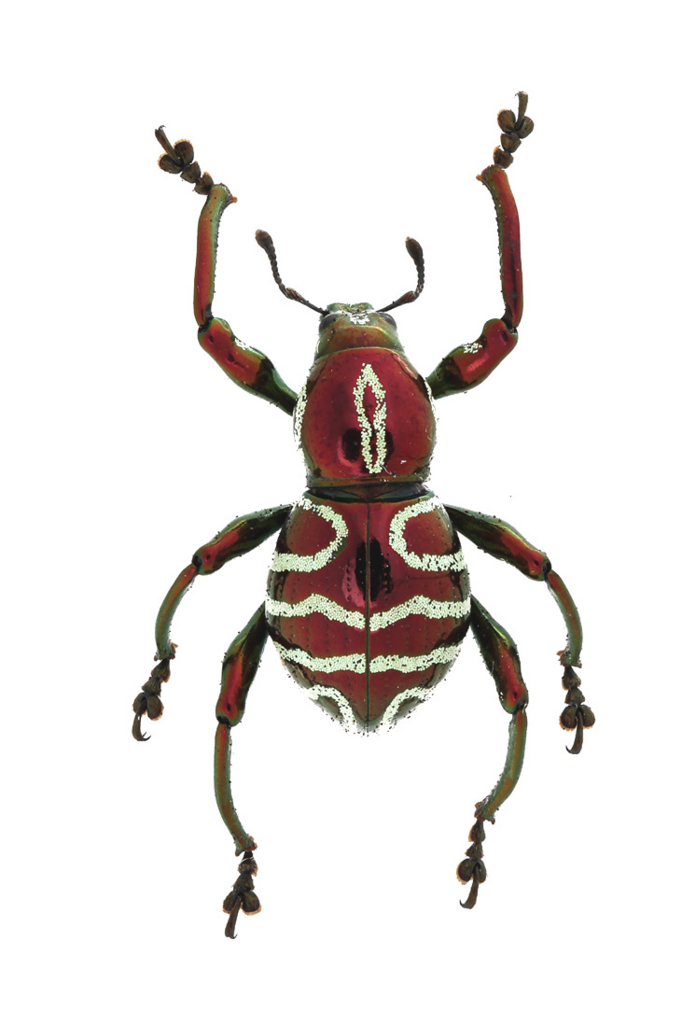 みんな大好きカタゾウムシ2 - うみねこ博物堂