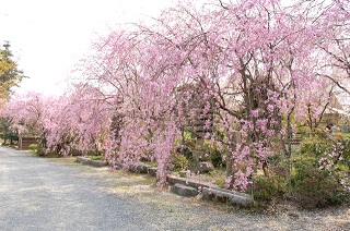 佐野藤右衛門邸の桜2021。見ごろや開花状況。アクセス方法を紹介