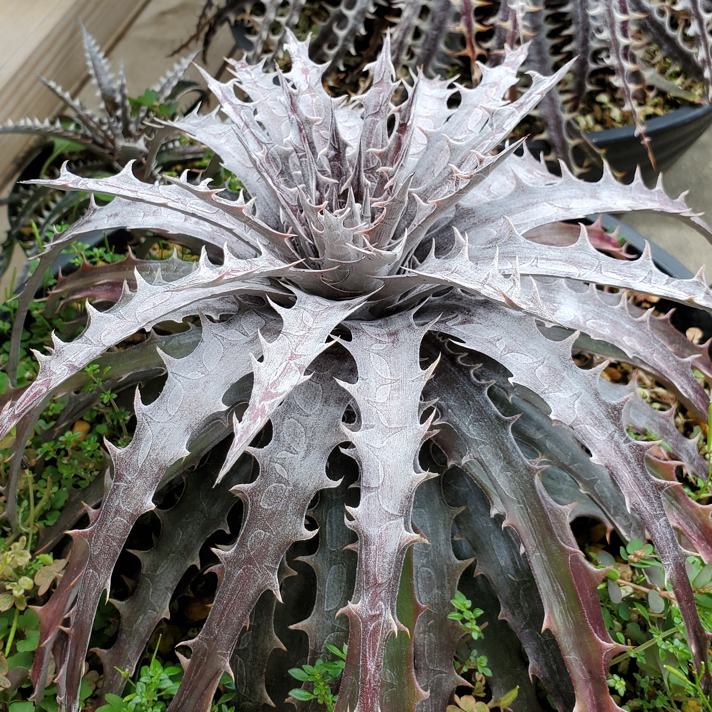 ディッキア・バトルアクス（Dyckia 'Battle Axe'） | Dyckia Maniax