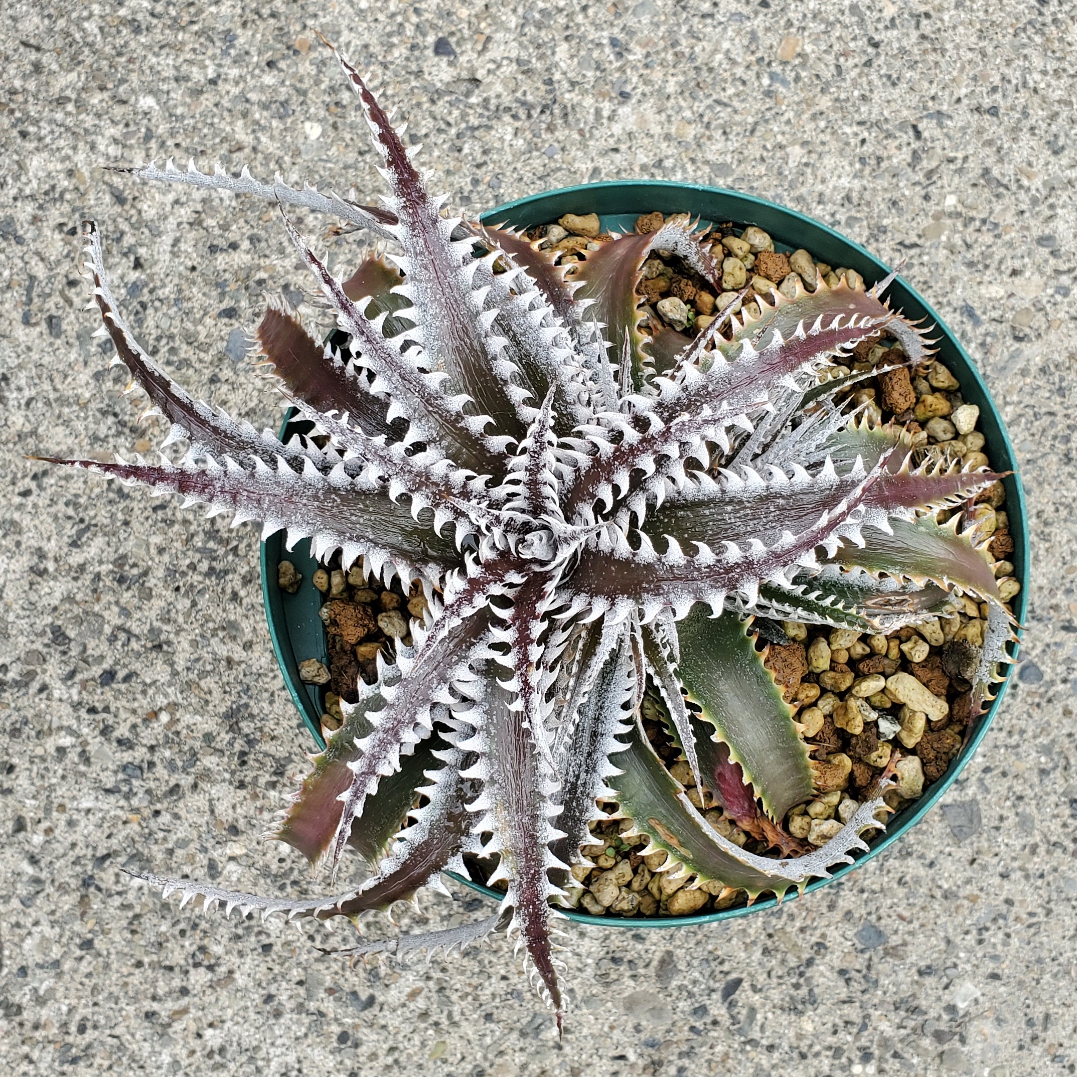 ディッキア：Dyckia 'Mountain of Needles' x 'Jaws' | Dyckia Maniax