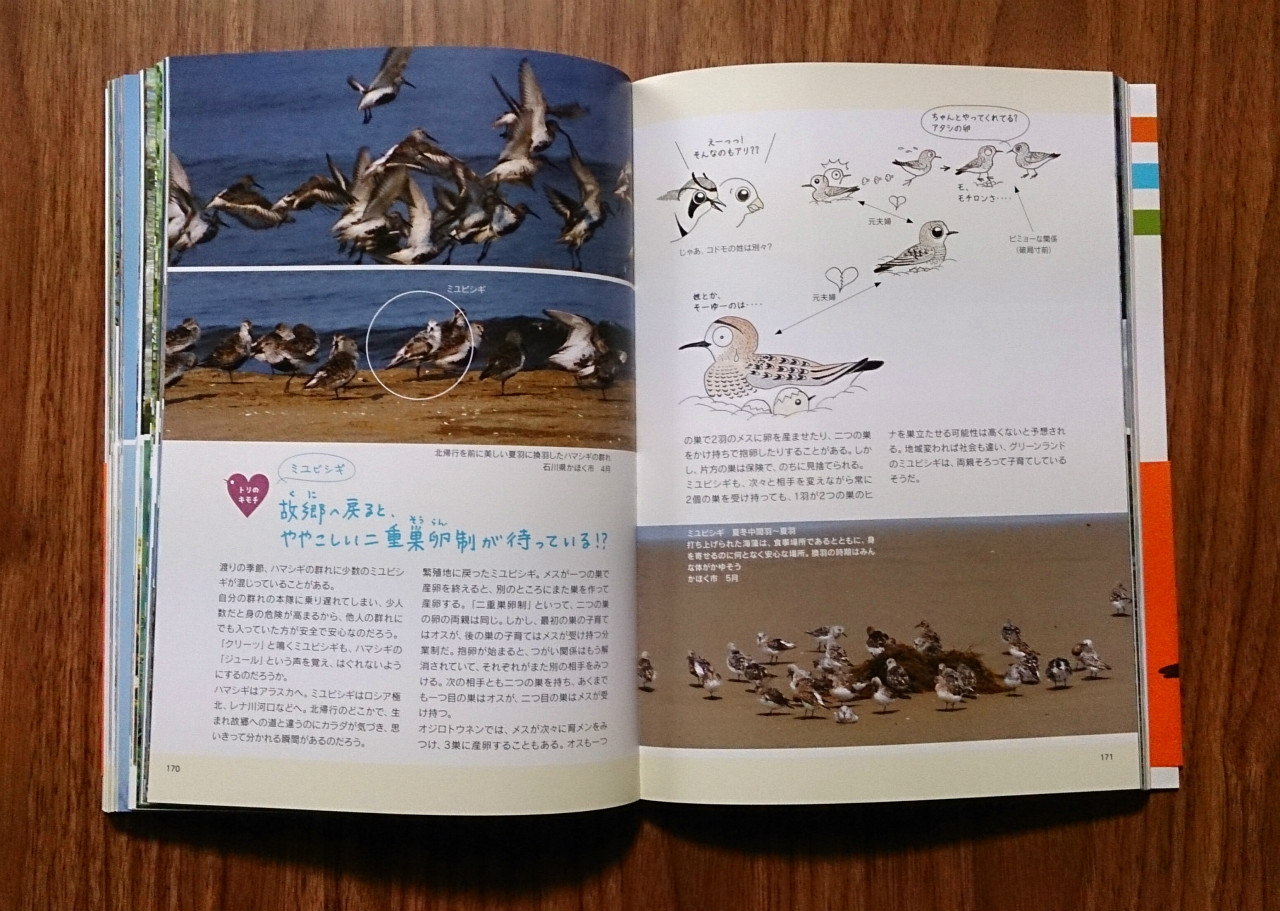 図書紹介：見る聞くわかる野鳥界（識別編・生態編） | バードリサーチ