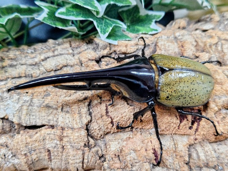 D.H.ヘラクレス フランス領 グアドループ産 ペア（累代CB ♂144mm 2025