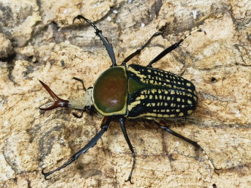 ハリシサスマタカナブン亜種イグジミア カメルーン west region