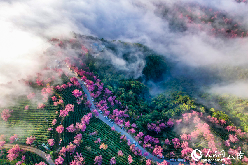 Stunning views of mist-embraced cherry blossom valley in SW