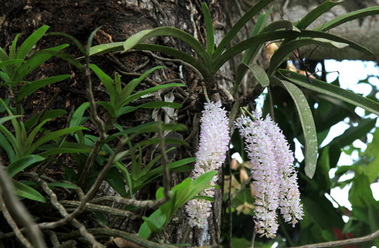 ミャンマーの野生ラン Wild orchids in myanmar