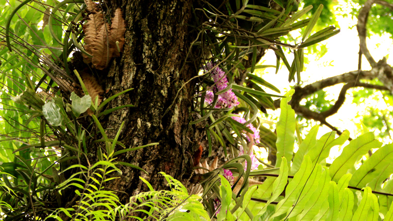 ミャンマーの野生ラン Wild orchids in myanmar