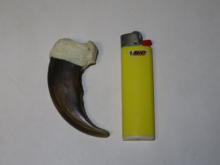 バケモノ級超特大エゾヒグマ羆爪（熊爪） – 株式会社 明月