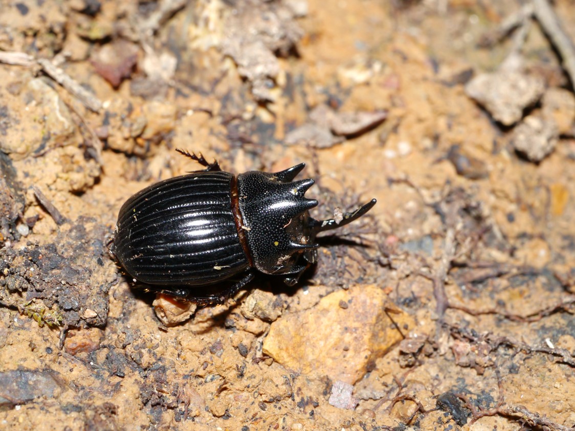 ゴホンダイコクコガネ（五本大黒黄金）の図鑑 | いきもの全力図鑑