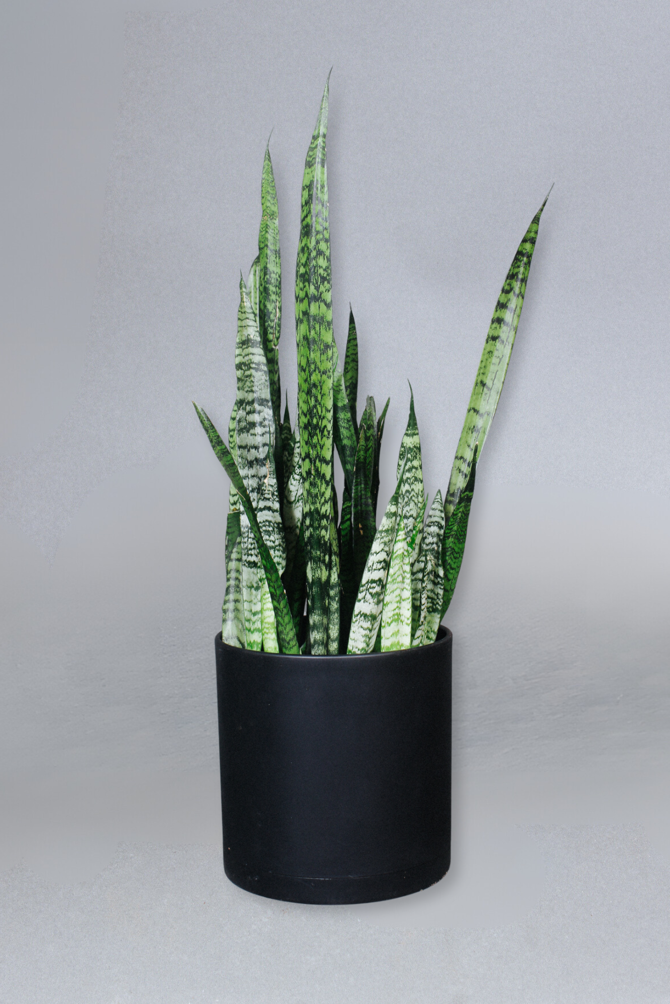 洋書 the splendid sansevieria The Splendid Sansevieria