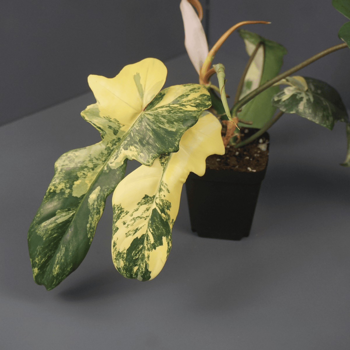 Philodendron Florida Beauty x Mayoi - FGMN Nursery