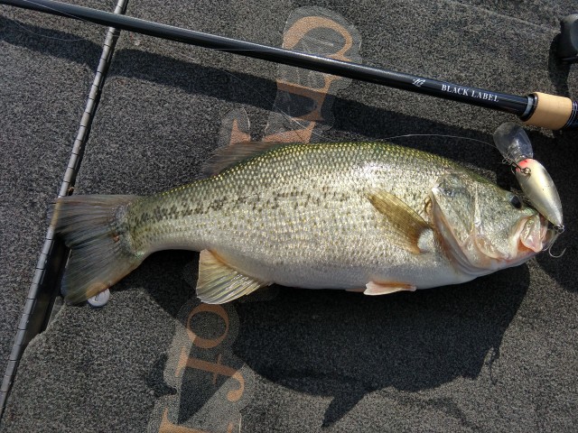 ダイワ ブラックレーベルLG 琵琶湖(南湖）釣行 | フィッシング遊