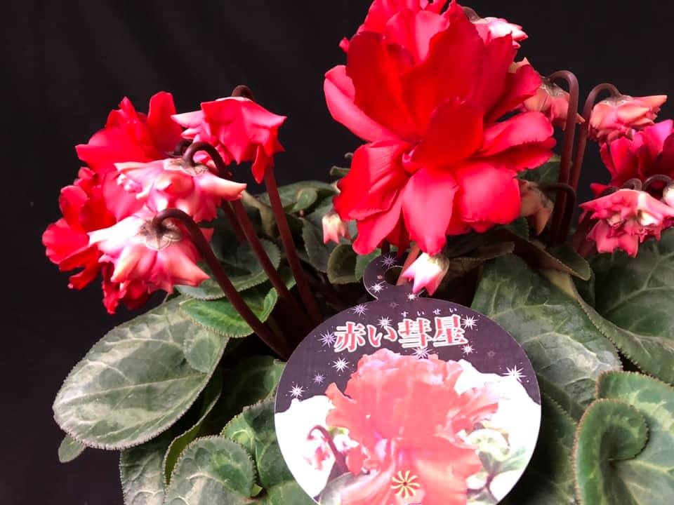 シクラメン 赤い彗星 が入荷しました。