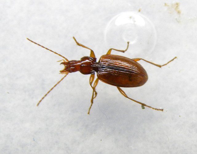 北海道生物図鑑「ズンドウメクラチビゴミムシ」