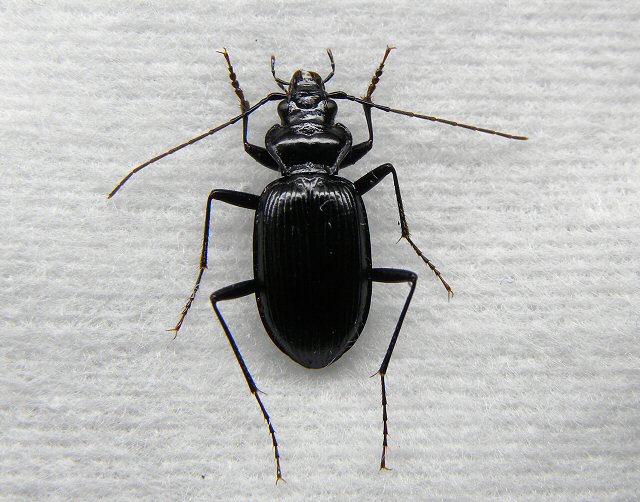 北海道生物図鑑「エゾマルクビゴミムシ」