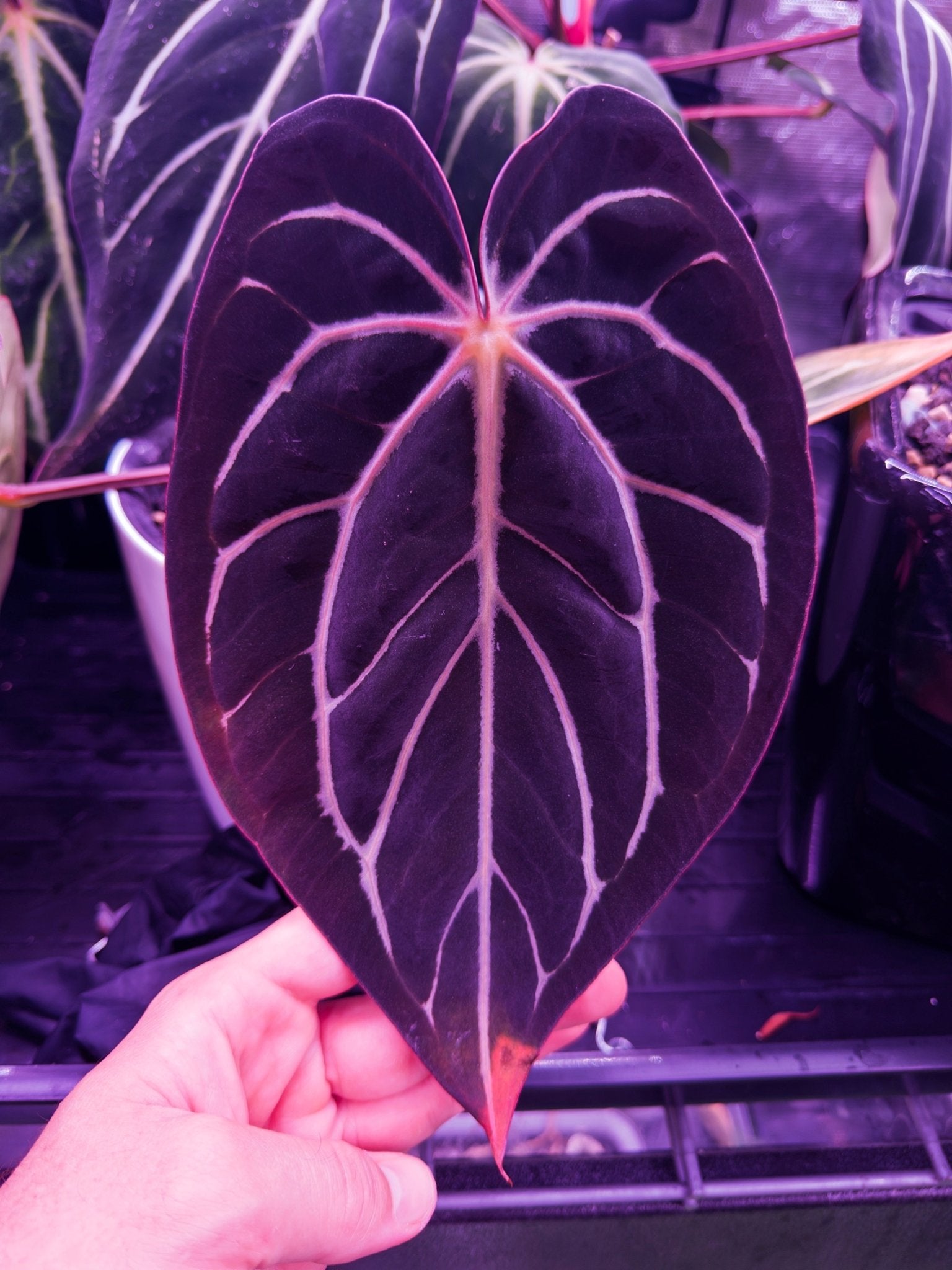 Anthurium Carlablackiae GPH S1 x Chocolate Crystallinum—Small