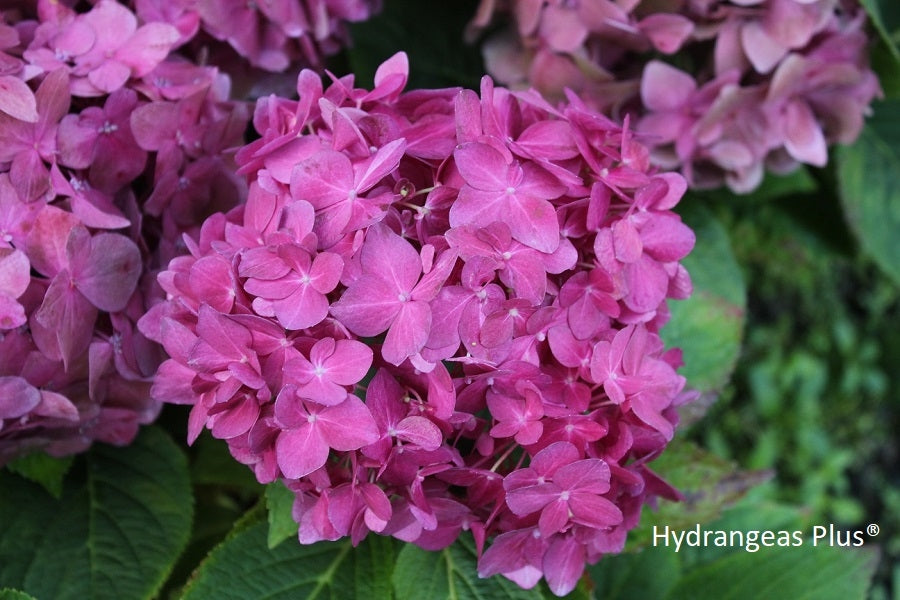 Hydrangea Macrophylla Let's Dance ¡Arriba!®™ – Hydrangeas Plus