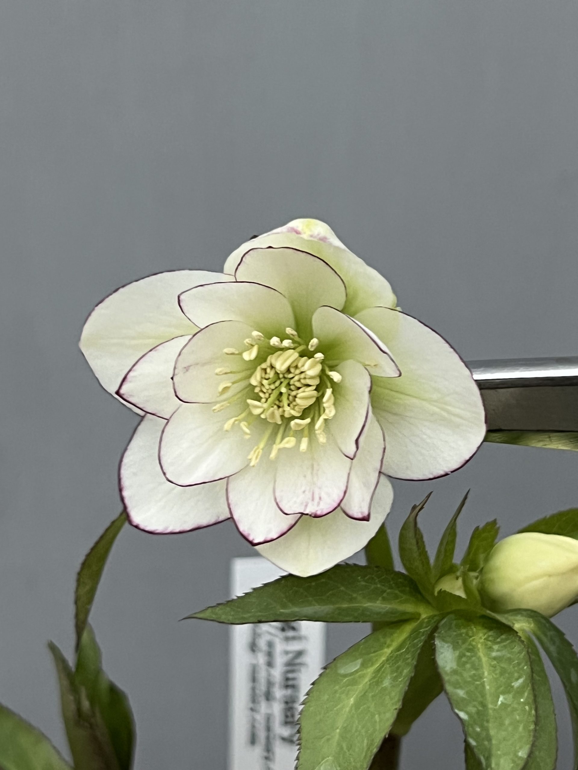 クリスマスローズの季節です！！ – 【公式】花伝 | 福岡県久留米市の園芸店