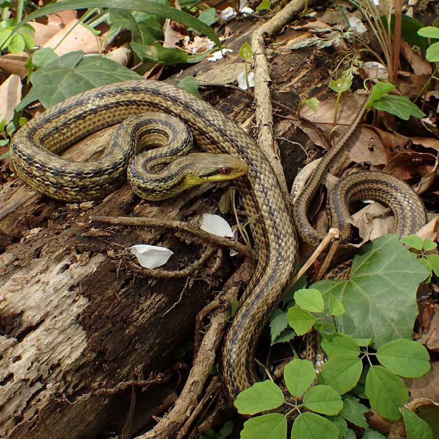 シマヘビ - 蛇覚書