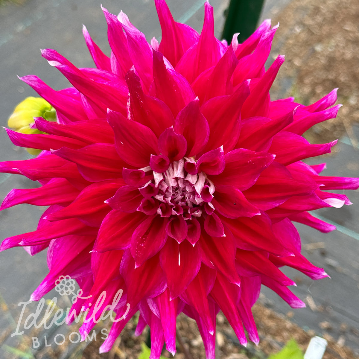 AC Dark Horse Dahlia Tuber | AC Dark Horse Flower Bulb