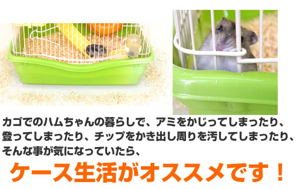 28周年セール中】ジャンガリアンハムスター飼育セット【冬仕様】/プラ