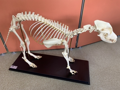 シ*ナ様 【美品】本物ハクビシン 全身骨格標本作成キット シ*ナ