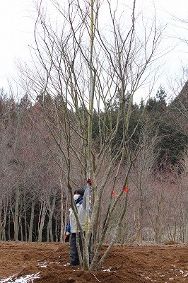 イロハモミジ 5m内外 良形株 続々入荷しました！ | ハッピーツリー