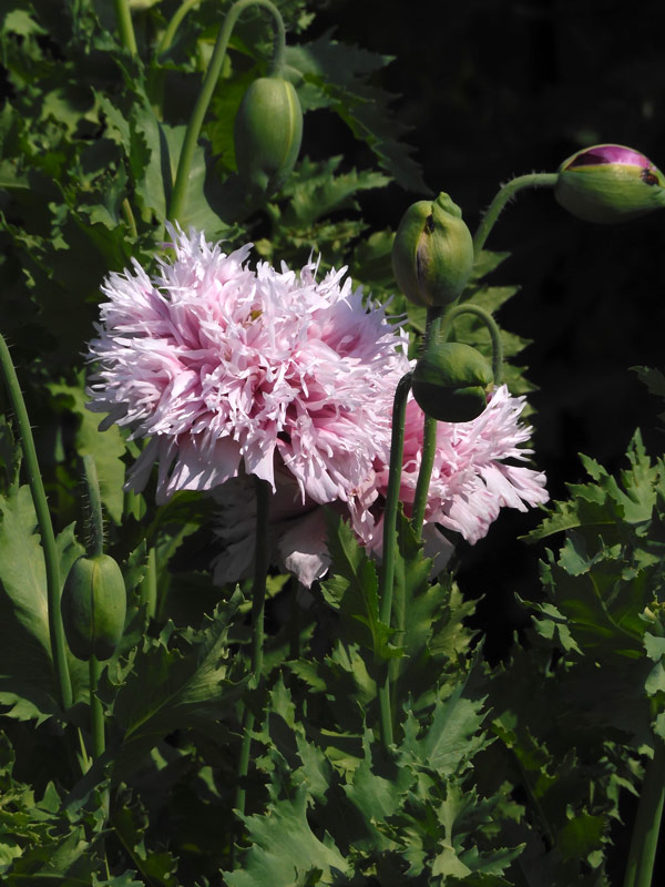 2022年05月09日の記事 | K U R A D A S H I