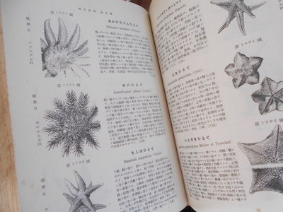 北隆館「牧野 日本植物圖鑑」他 | 古本 冬營舎