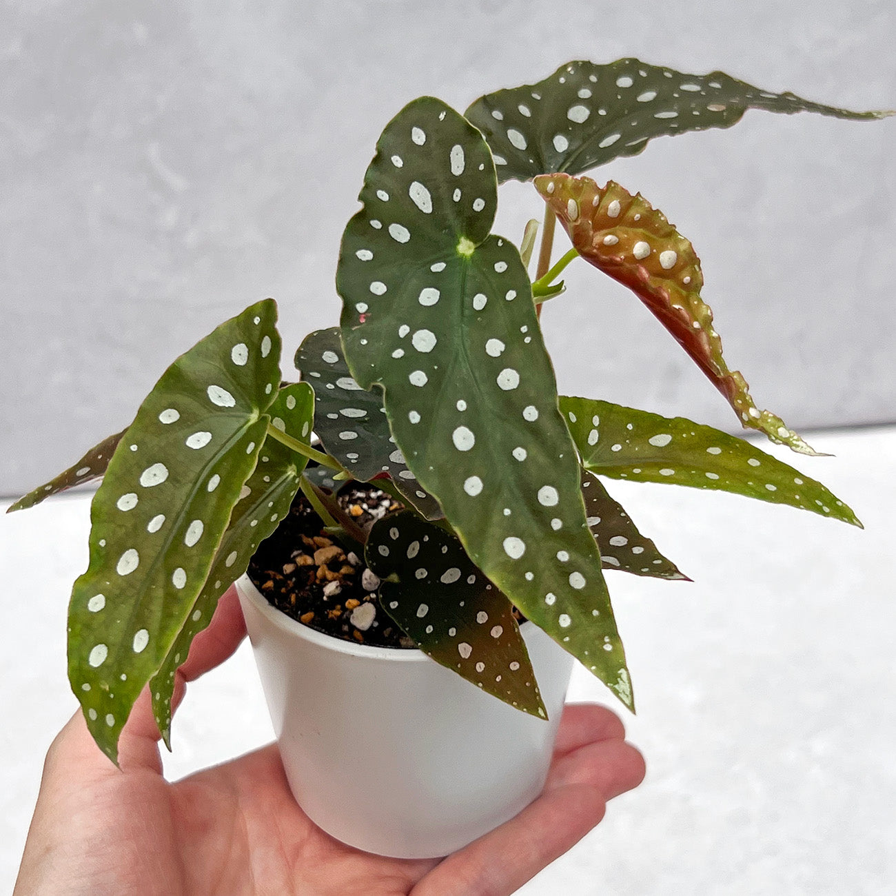 ベゴニア マクラータ – inakougei