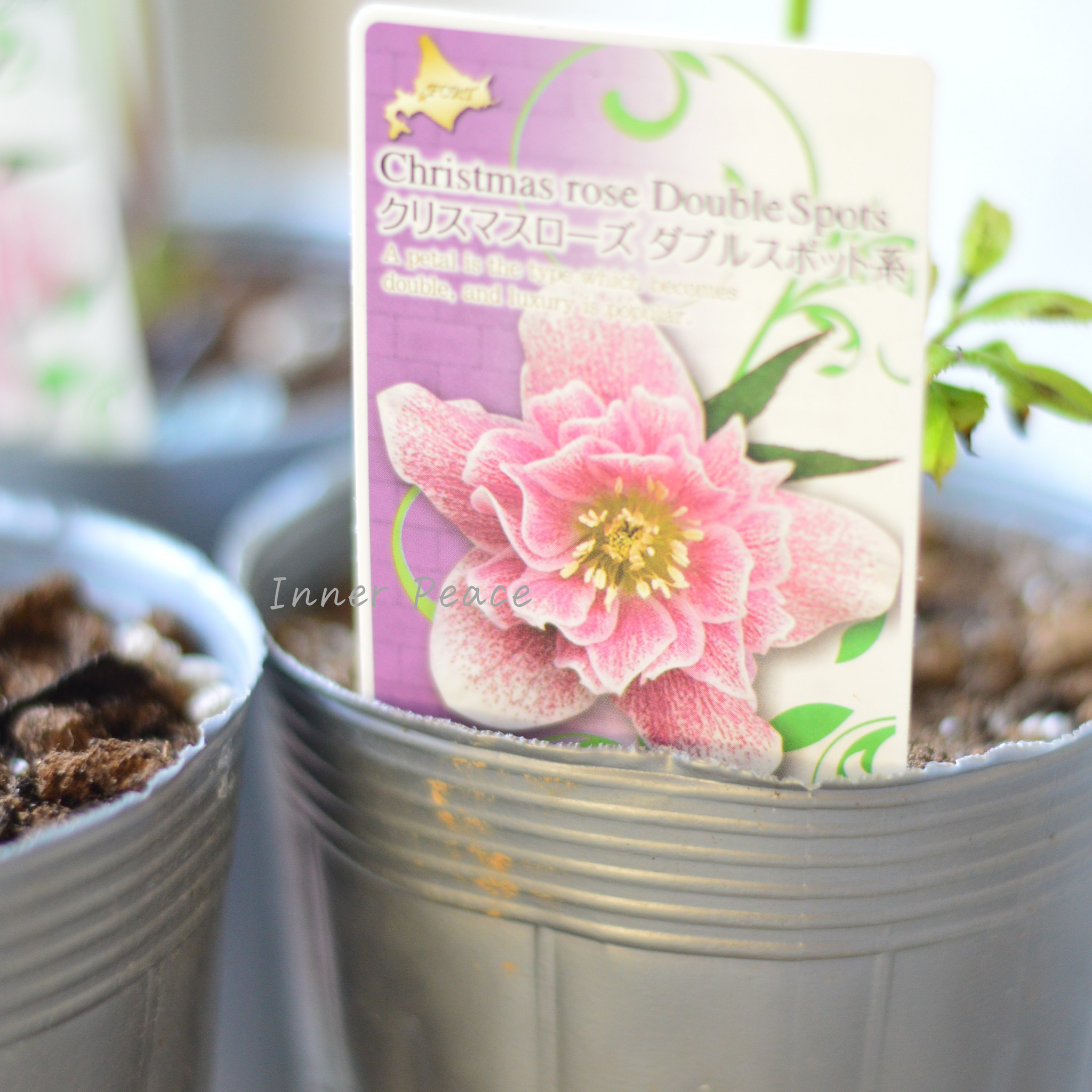 八重咲き】 クリスマスローズ 『ダブルスポット系』 3.5寸ロングPOT