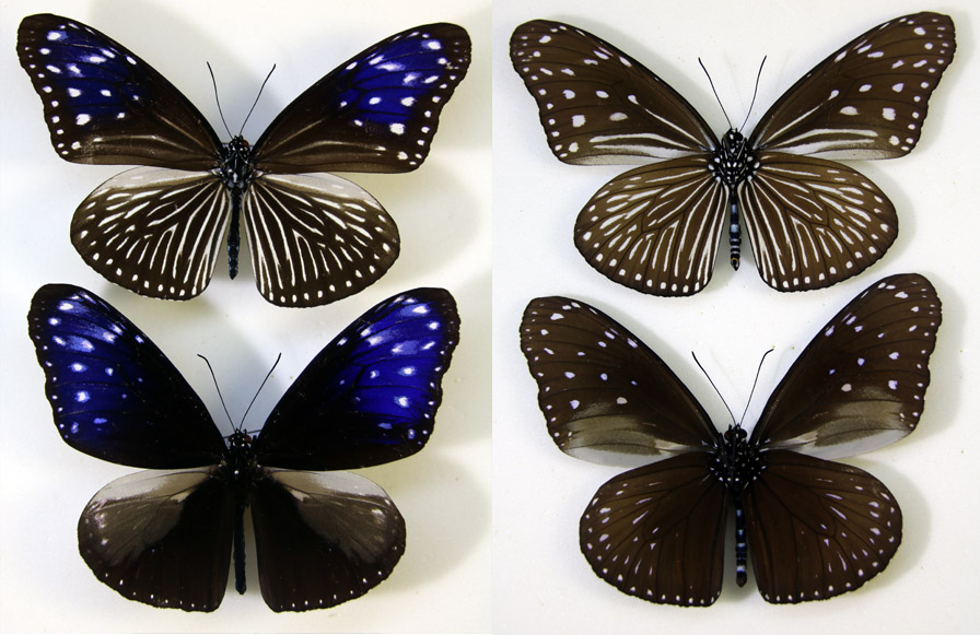 ツマムラサキマダラ