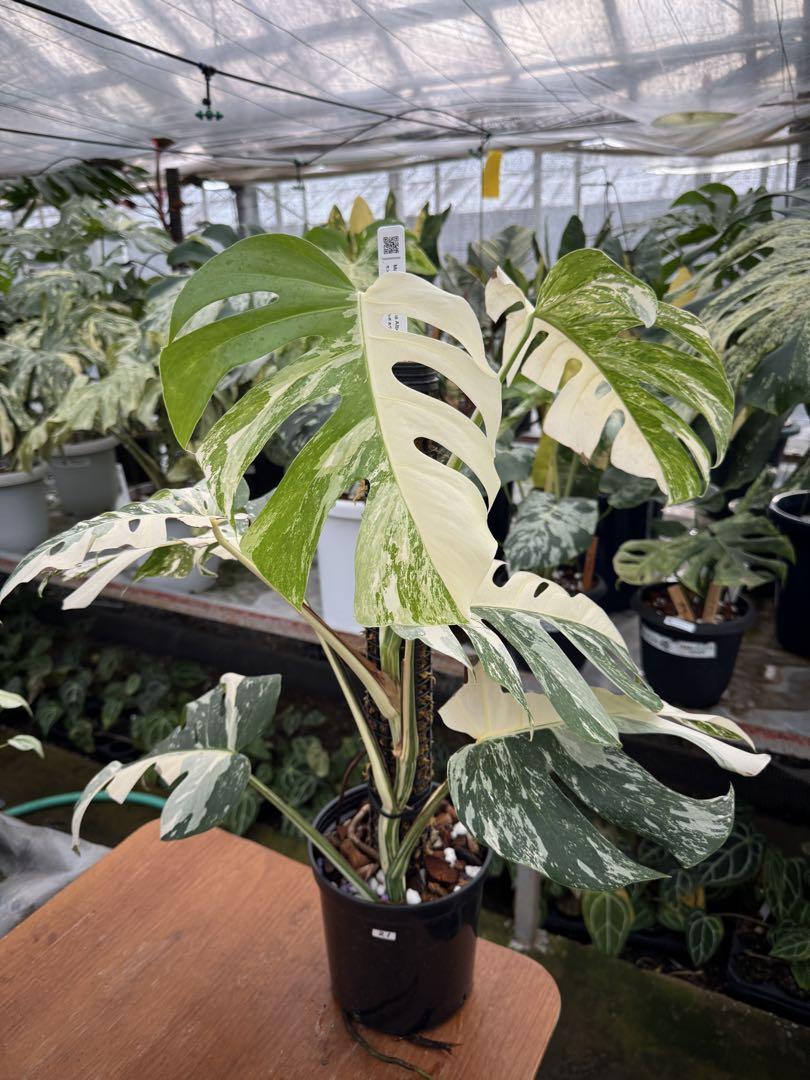 モンステラ ボルギシアナ アルボ ホワイトタイガー斑入り 鉢モスポール