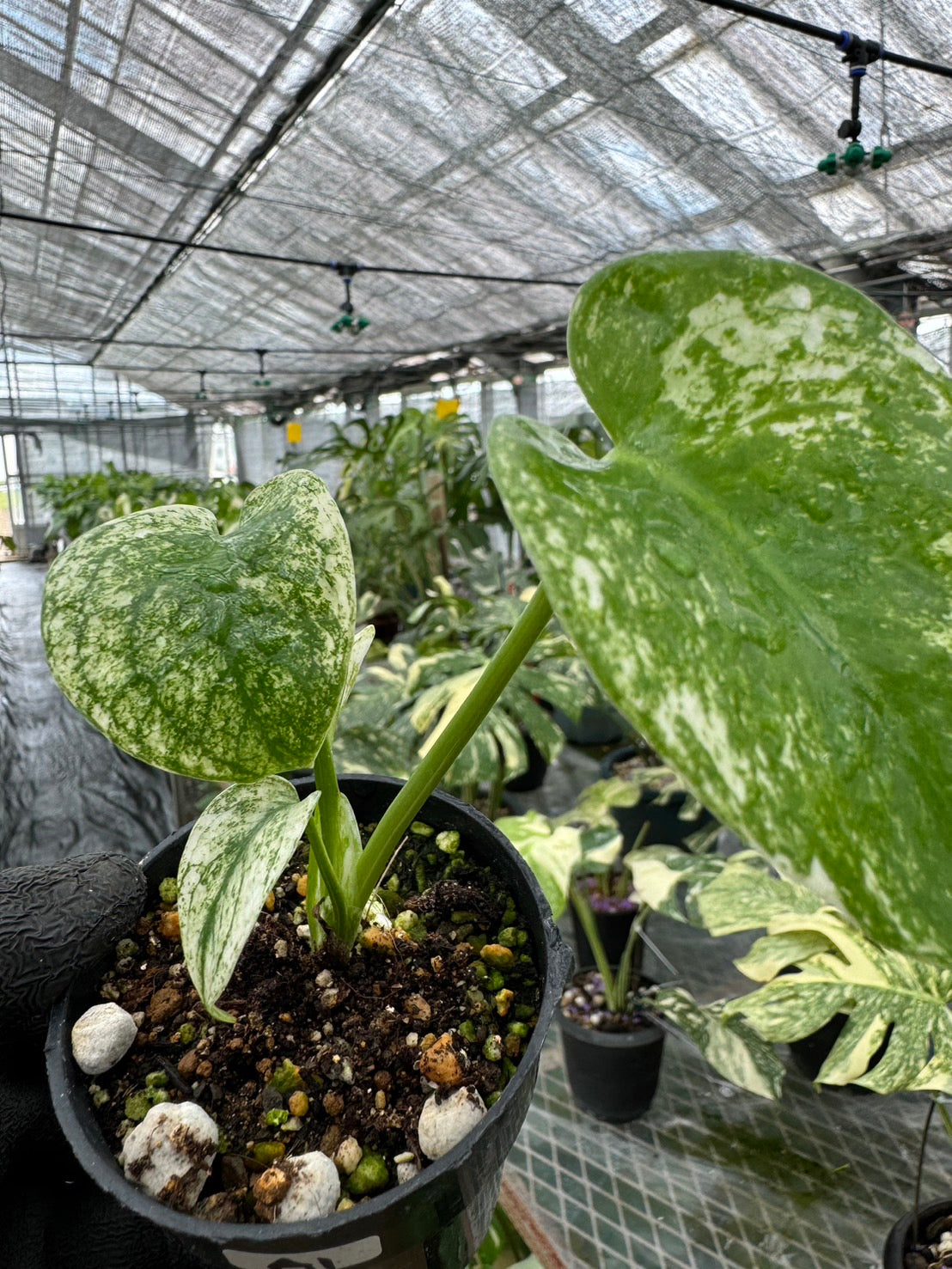 ホワイトモンスター 斑入り モンステラ❗️ 【公式通販】