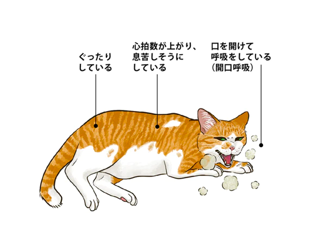 呼吸困難について | 獣医師監修 ねこ病気事典 | Toletta Cats