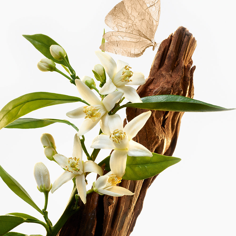 公式】ル タン デ レーヴ オードトワレ｜グタール（GOUTAL）｜香水