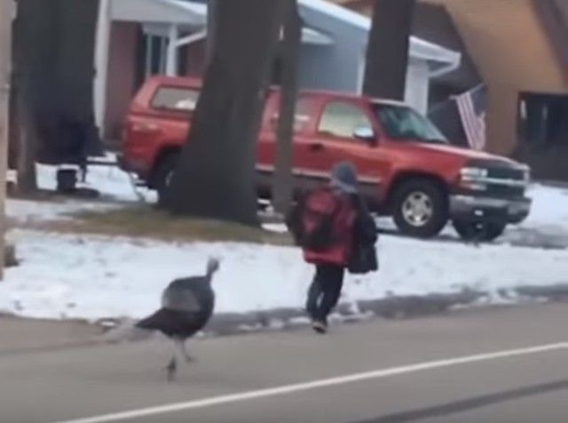 子供が七面鳥に追われている？助けよう！連係プレーで子供は無事。だが