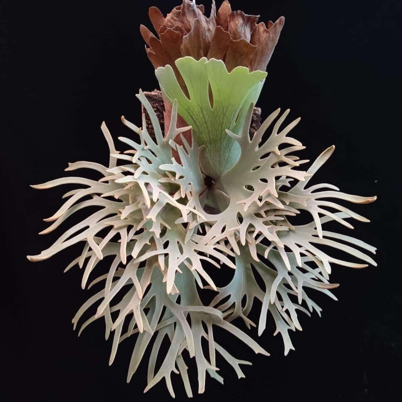 Yellow moon dwarf 'totoro' spore 418 Yellow moon Dwarf (HHR Totoro