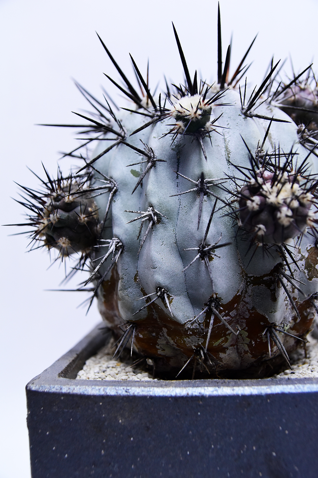 コピアポア 白肌黒王丸 | 叢 – くさむら – Qusamura